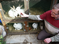 Tuur bij zijn konijnen